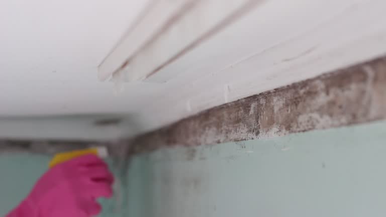 Best Biohazard Mold Removal  in Dallas, NC